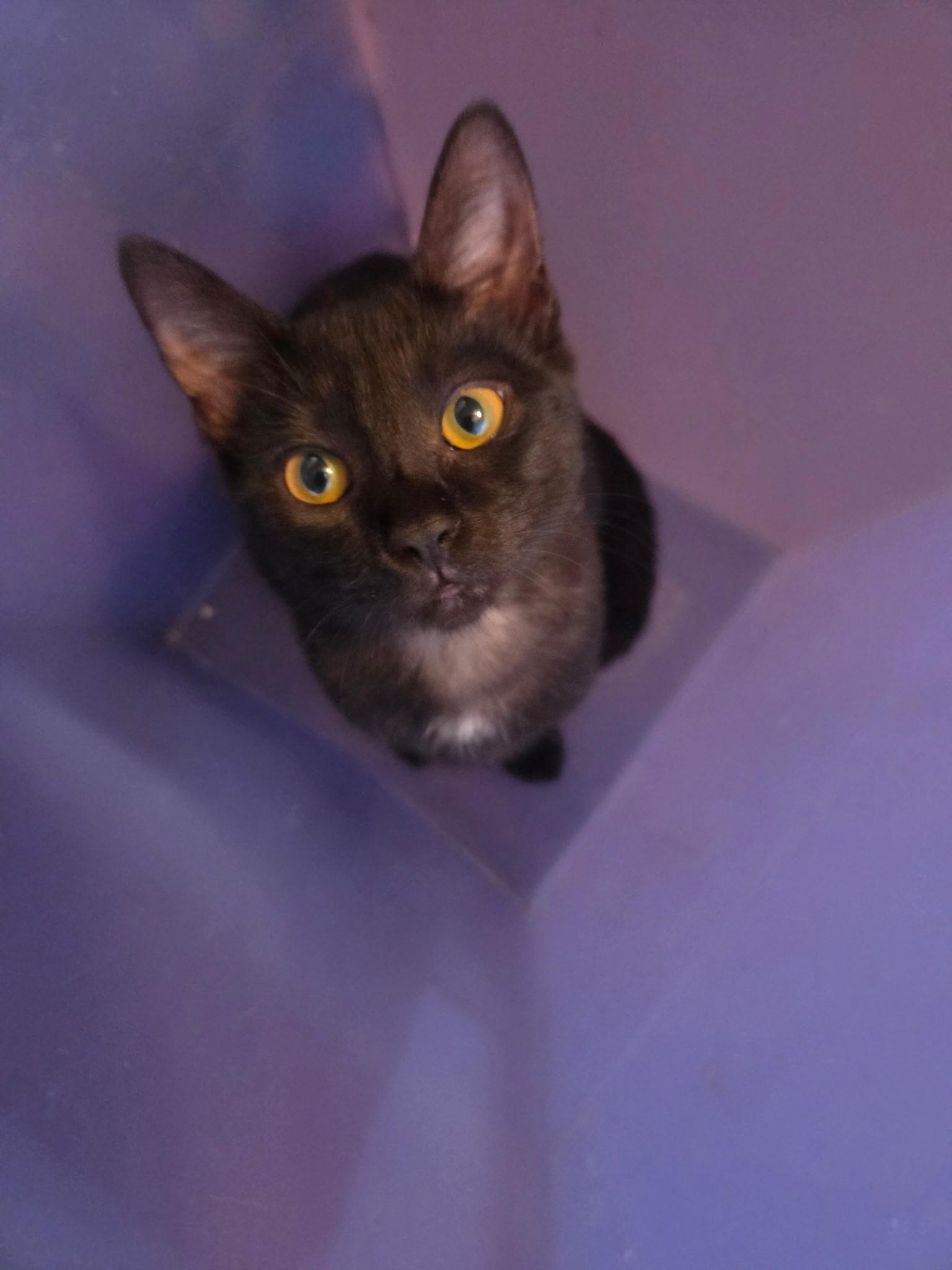 Julia, a ADOPTABLE Domestic Short Hair in Los Angeles, CA image 6/6