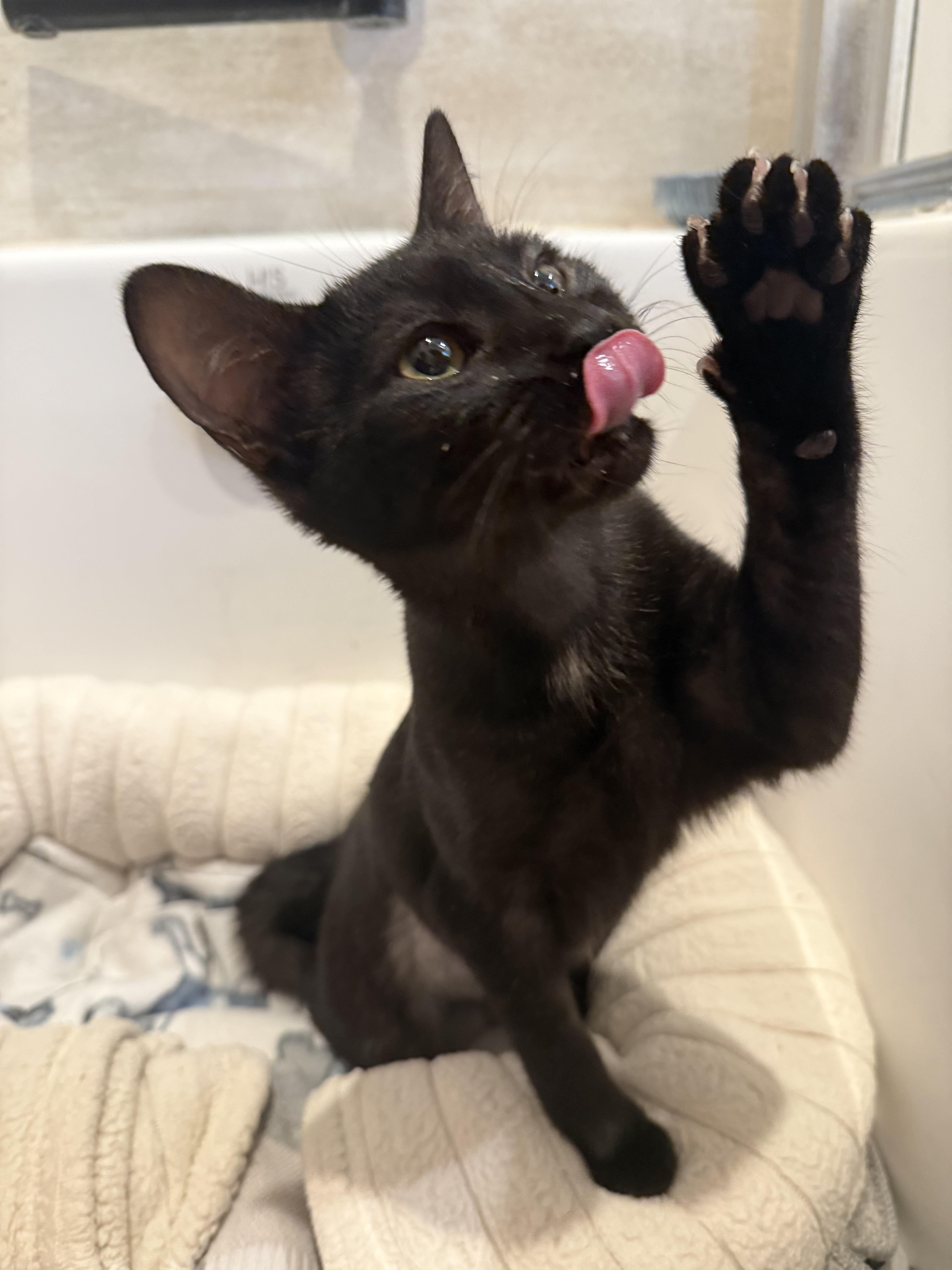 Enlarge Julia, a ADOPTABLE Domestic Short Hair in Los Angeles, CA image 6/6