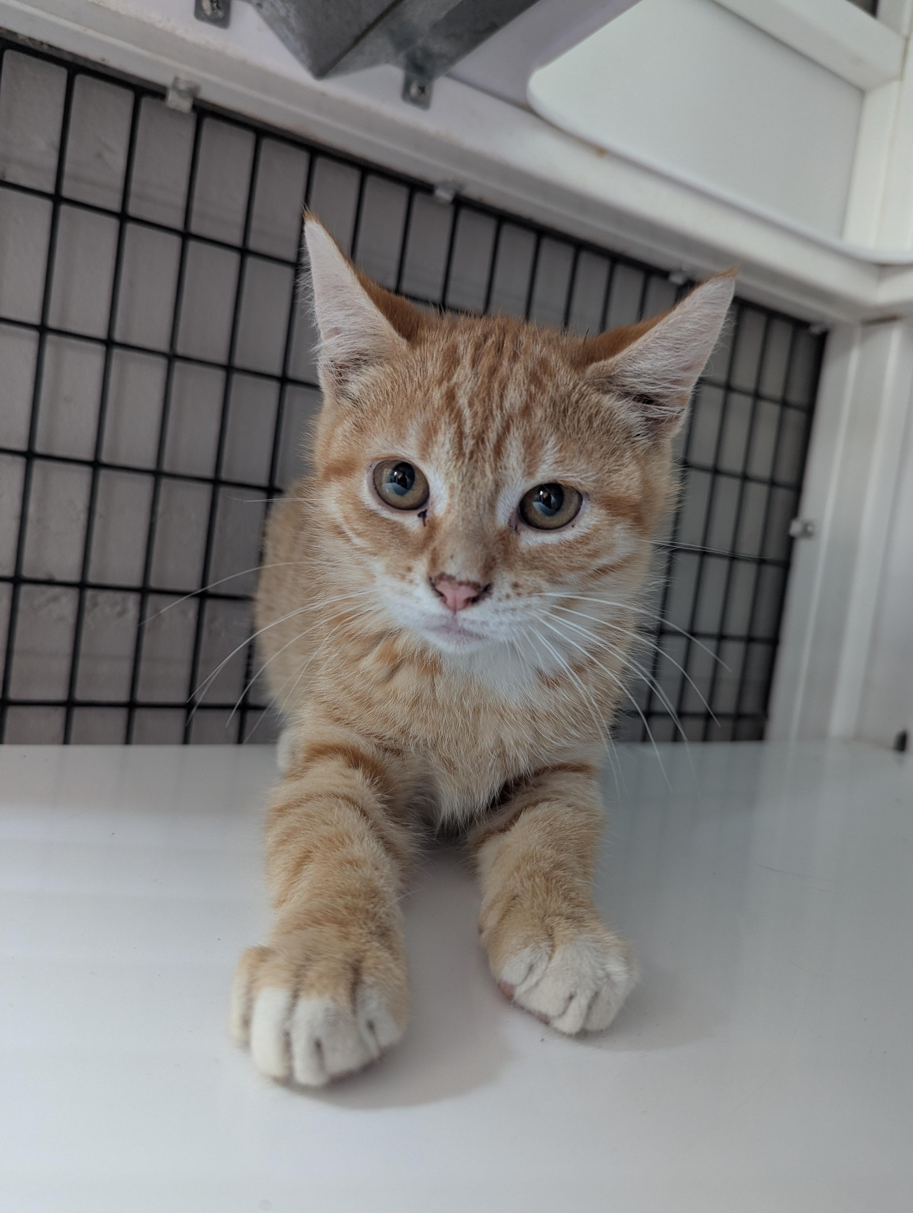Enlarge Hazy, a Adoptable Domestic Short Hair in Oconto, WI image 1/1