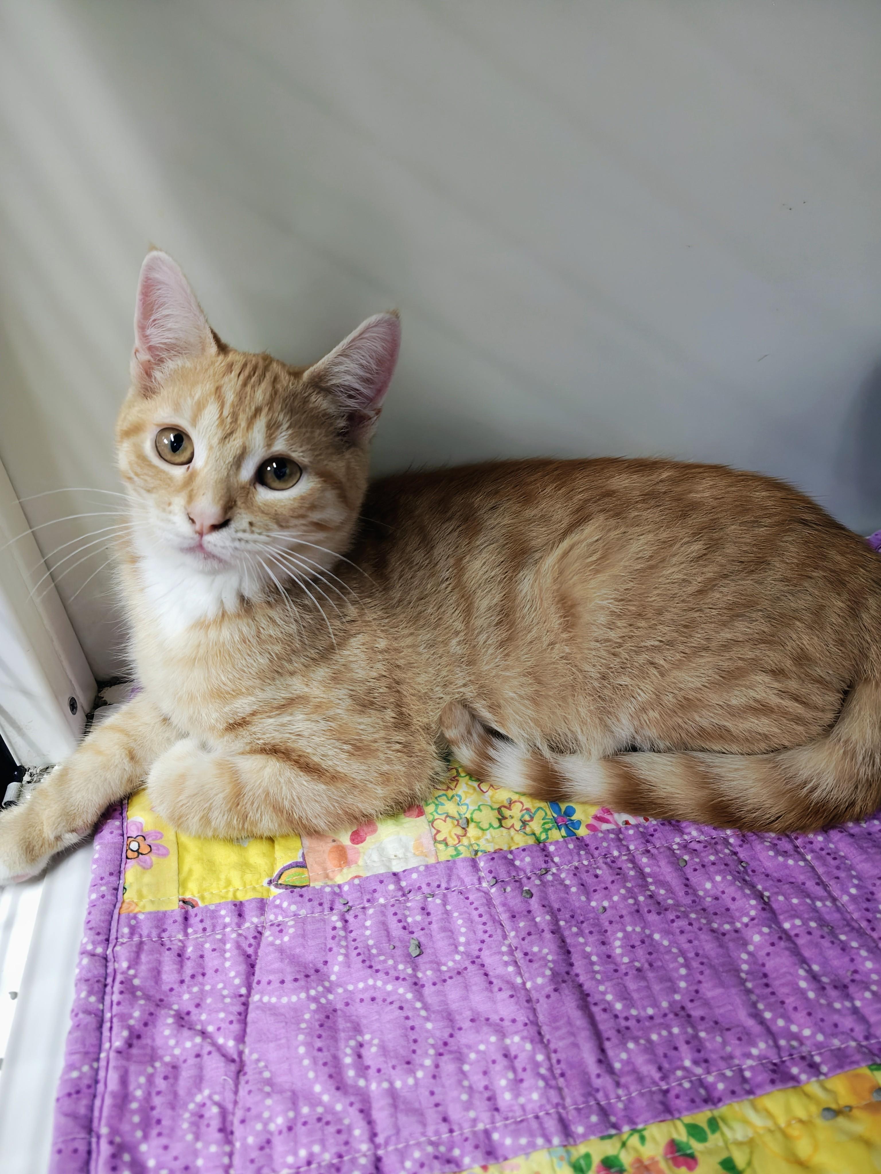 Hazy, Adoptable, Kitten Male Domestic Short Hair.