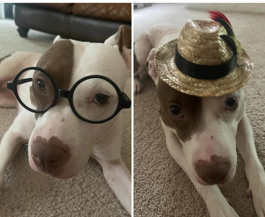 Nala, Adoptable, Adult Male Pit Bull Terrier.