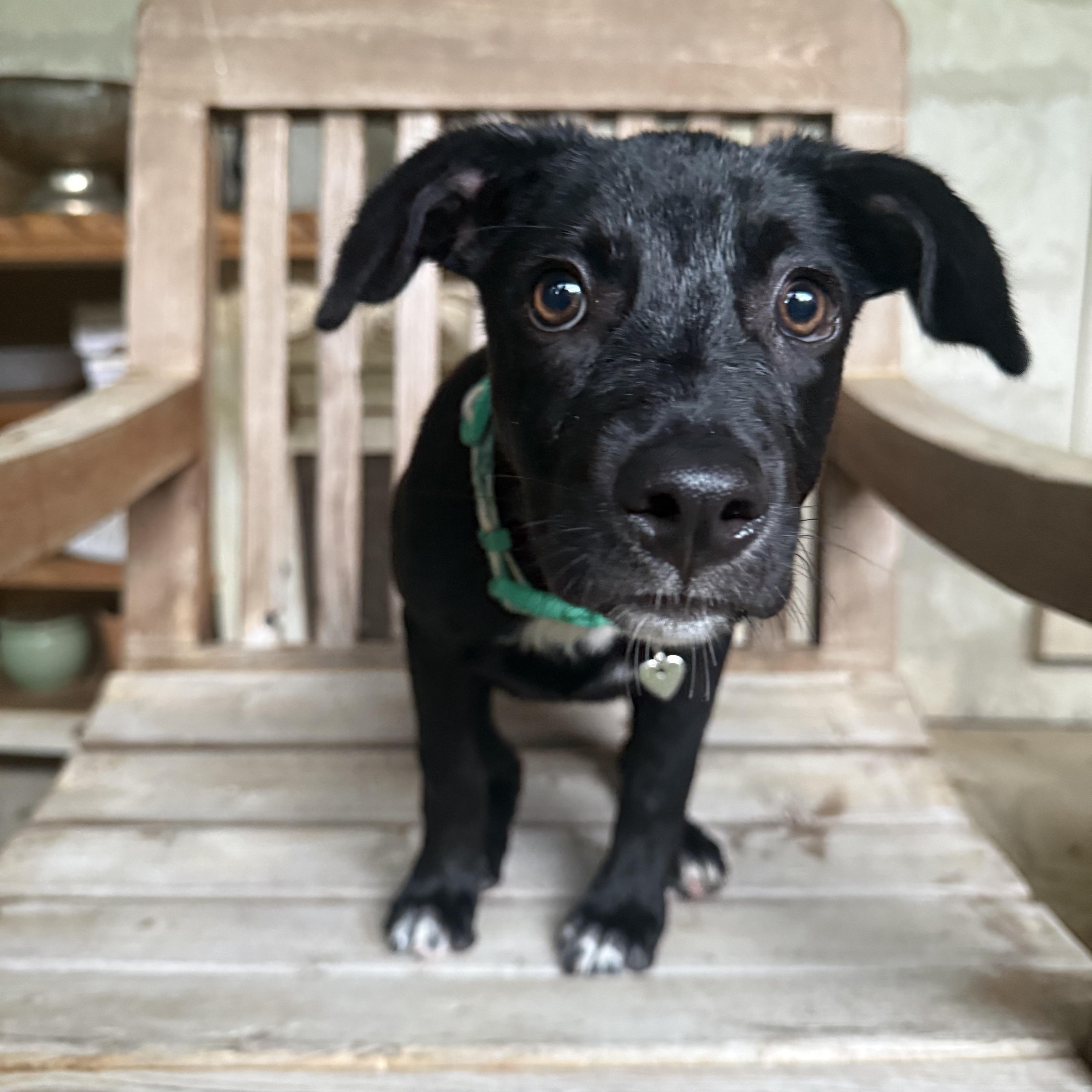 Enlarge Tootie, a Adoptable mixed breed in Clear Lake, IA image 2/6