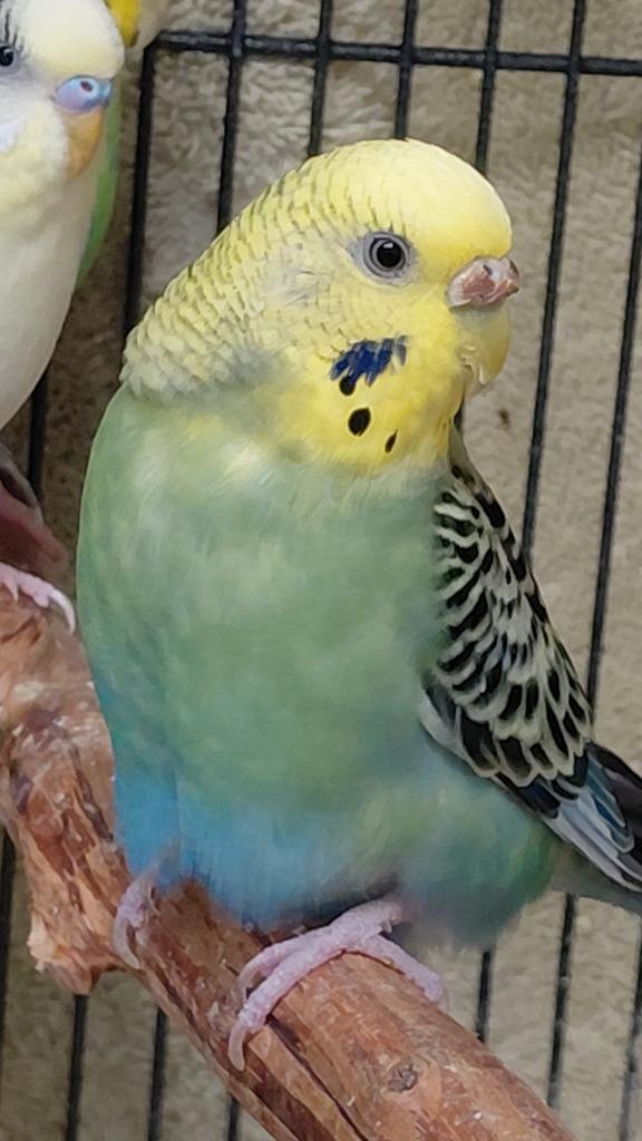 Green girl 1, Adoptable, Young Male Parakeet (Other).