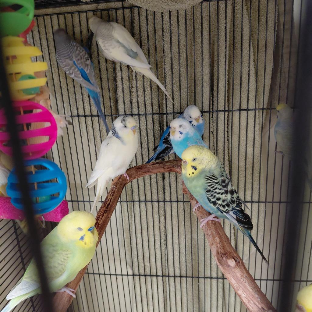 24, Adoptable, Young Male Parakeet (Other).