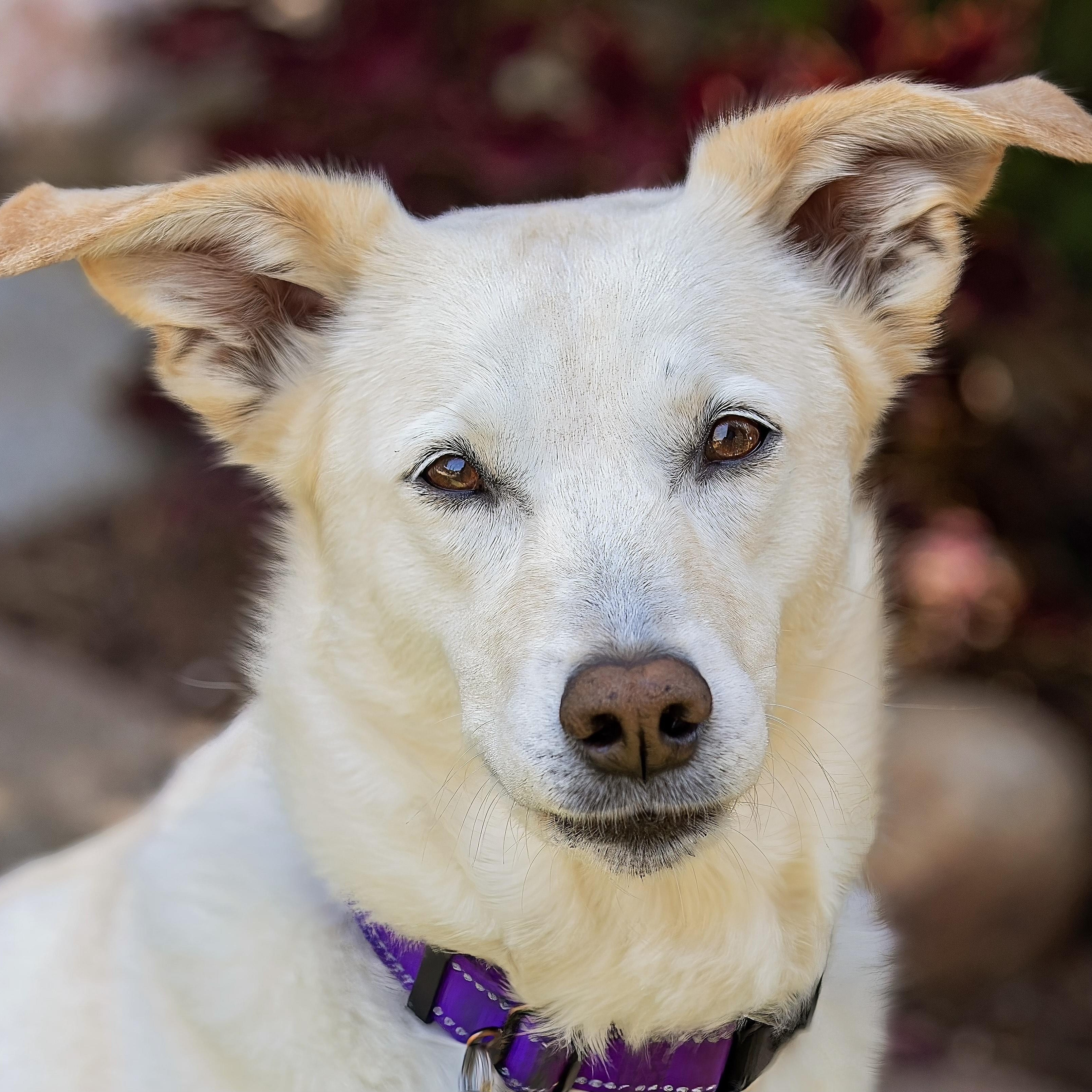 Emily, Adopted, Senior Female Labrador Retriever.