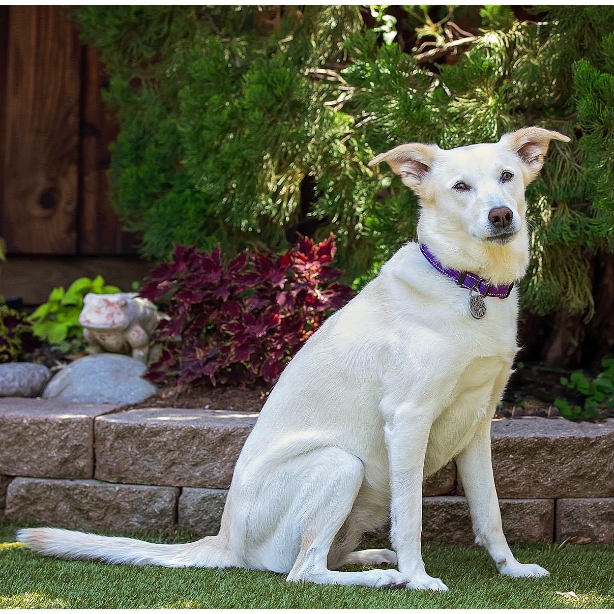 Enlarge Emily, a Adopted mixed breed in Plano, TX image 2/4