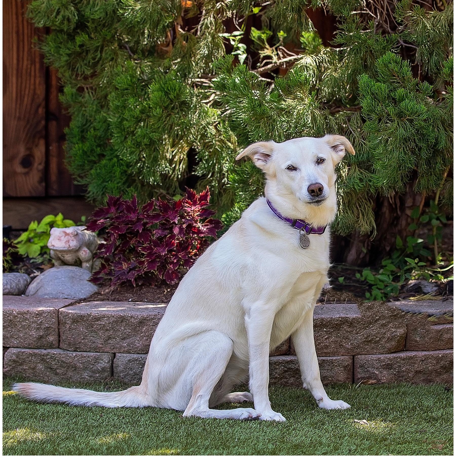 Enlarge Emily, a Adopted mixed breed in Plano, TX image 4/4