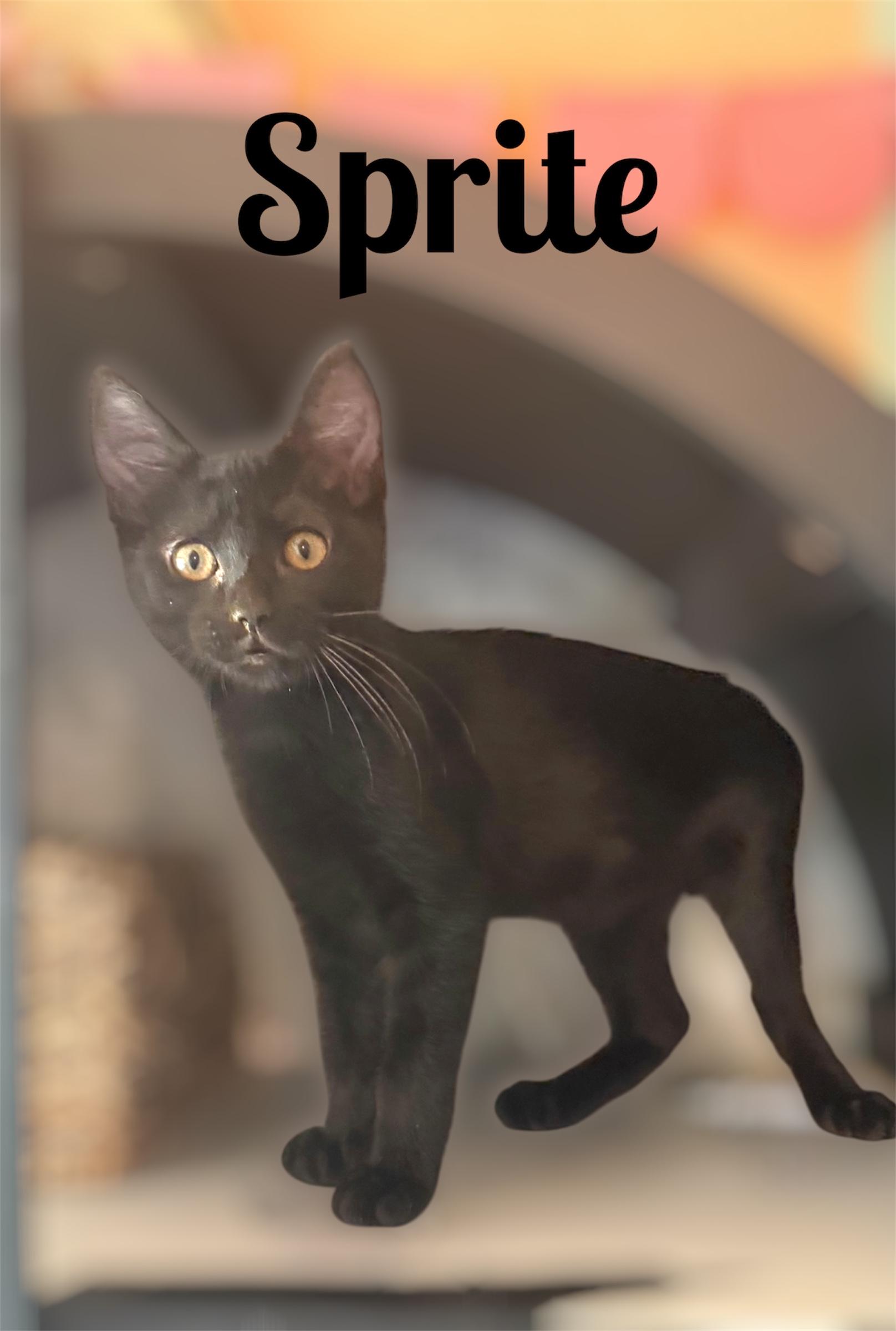 Enlarge Sprite (Bonded with Steel), a ADOPTABLE Domestic Short Hair in Auburn, CA image 1/1