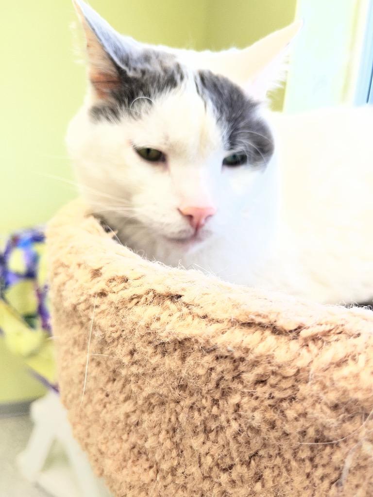 M'Lord, Adoptable, Adult Male Domestic Short Hair.