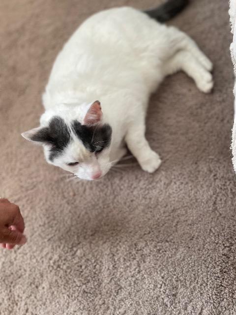 Enlarge M'Lord, a Adoptable mixed breed in Auburn, IN image 2/4