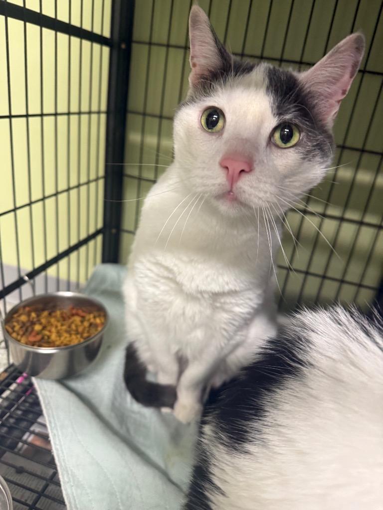 Enlarge M'Lord, a Adoptable mixed breed in Auburn, IN image 3/4