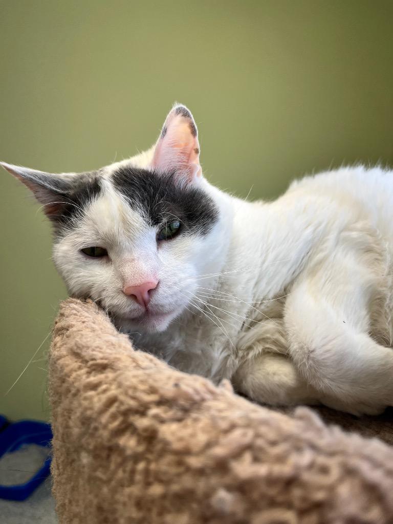 Enlarge M'Lord, a Adoptable mixed breed in Auburn, IN image 4/4