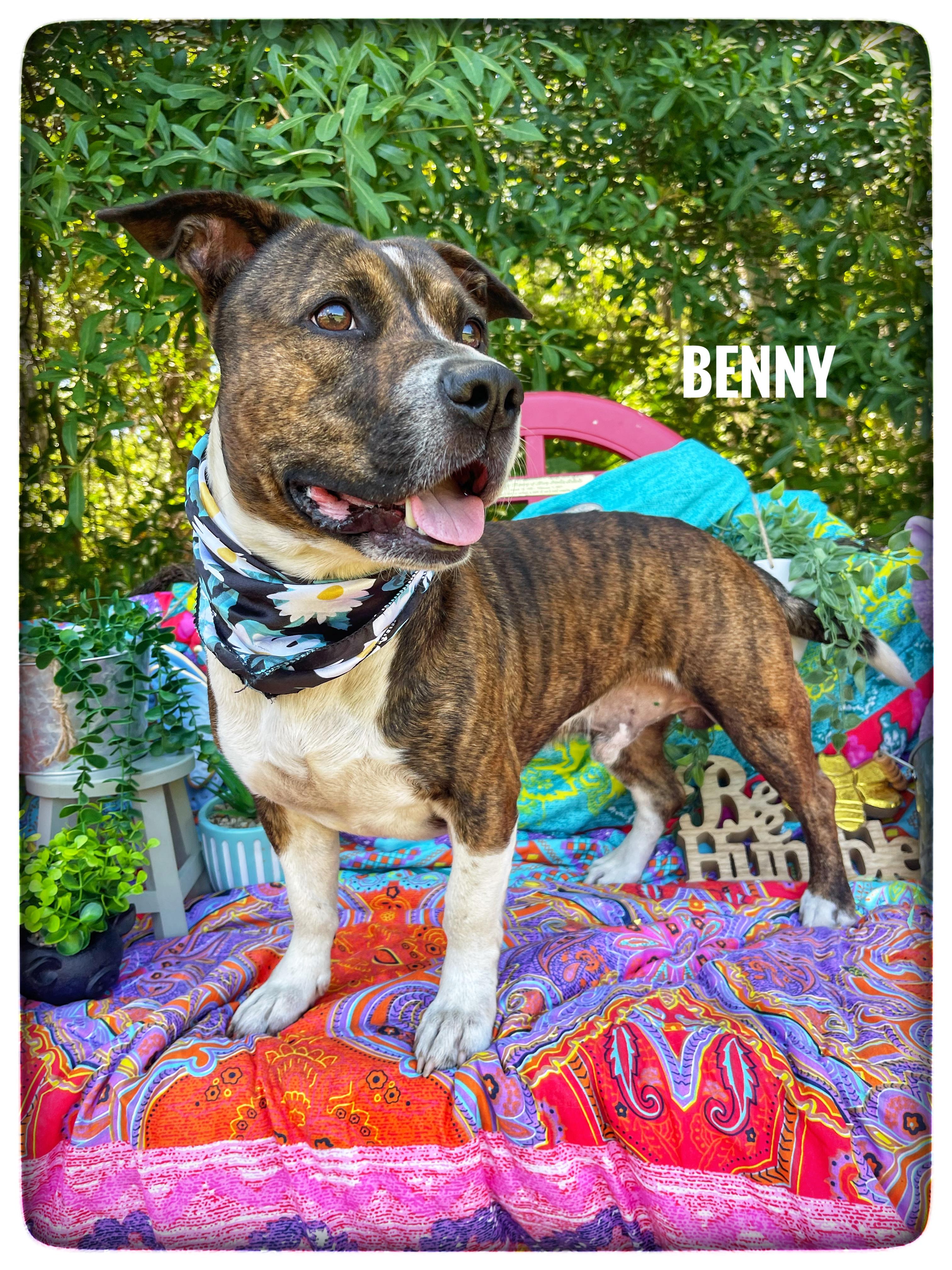 Benny, ADOPTABLE, Adult Male Pit Bull Terrier & Basset Hound.