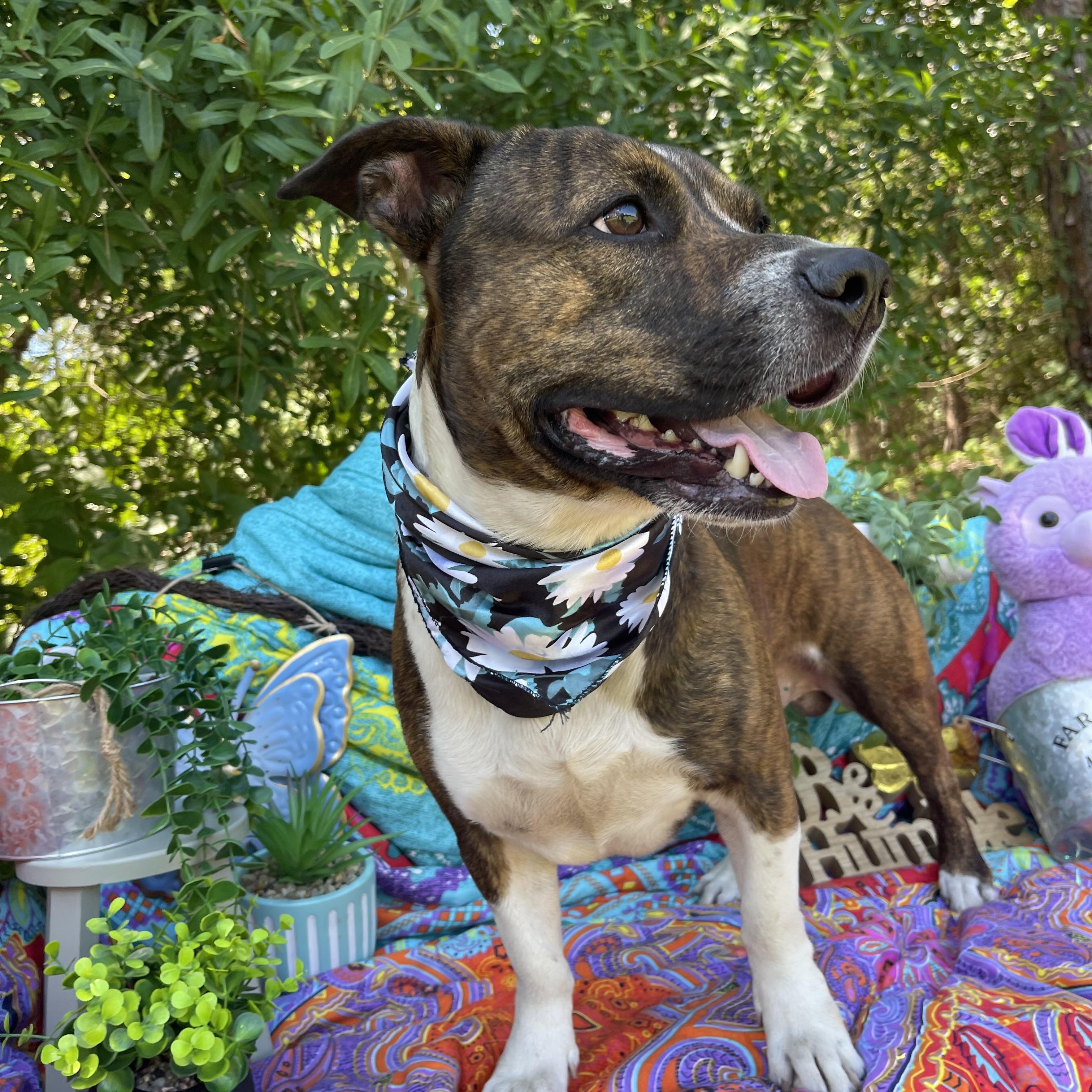 Benny, a ADOPTABLE mixed breed in Sebring, FL image 4/5