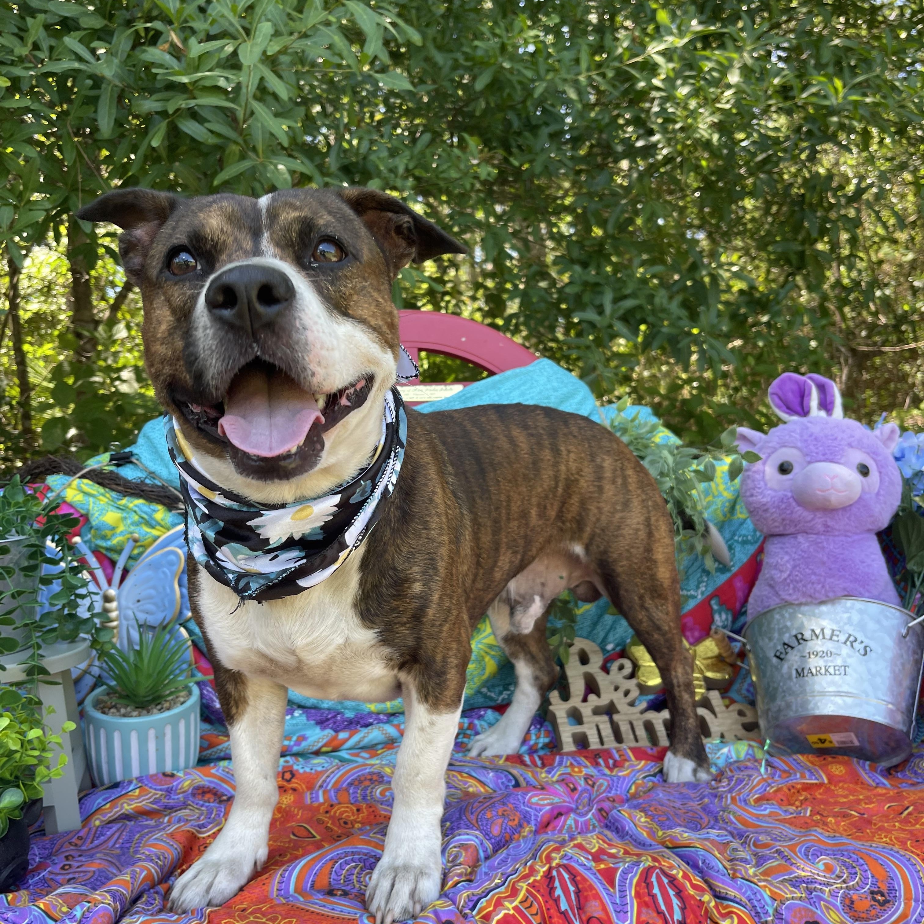 Benny, a ADOPTABLE mixed breed in Sebring, FL image 3/5