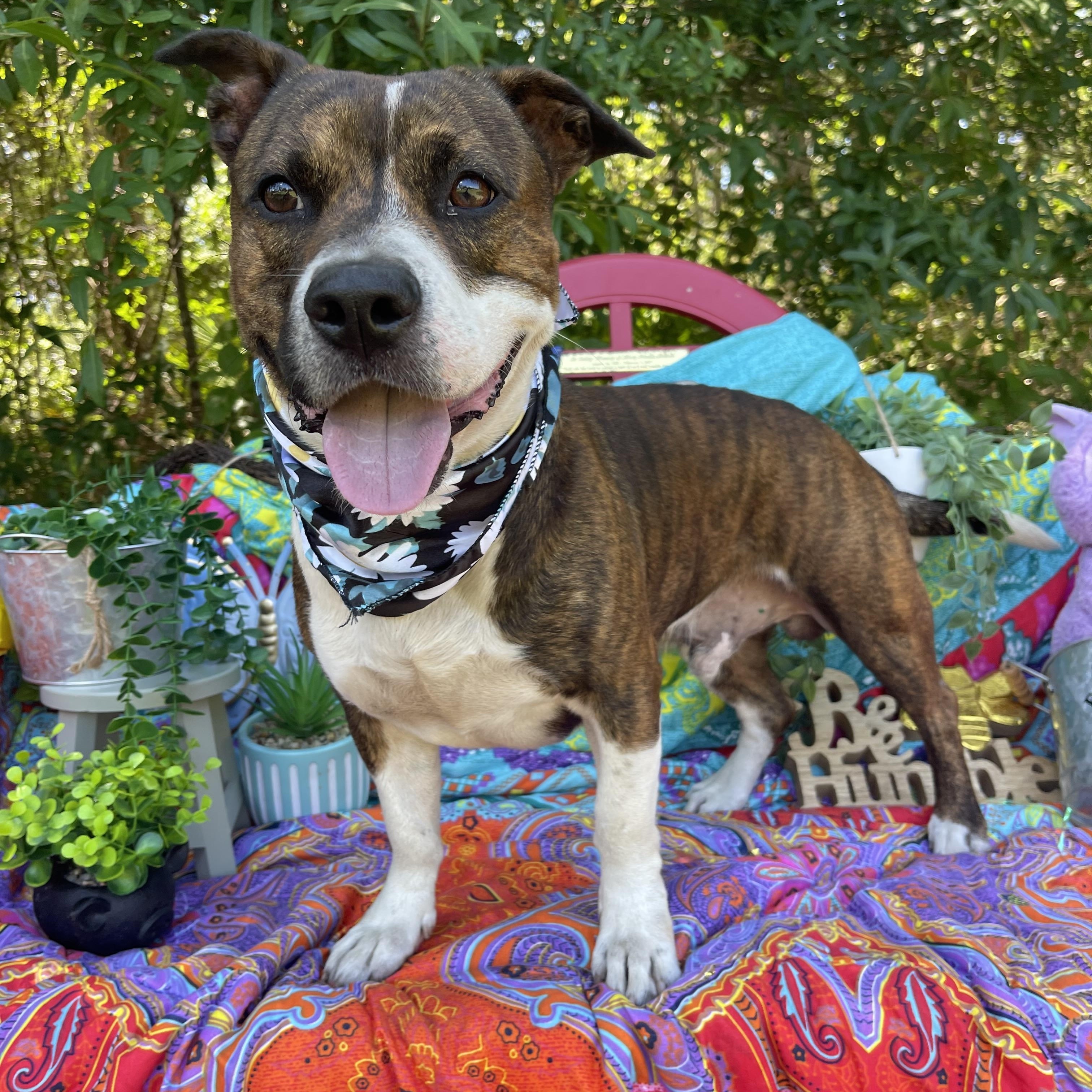 Benny, a ADOPTABLE mixed breed in Sebring, FL image 2/5