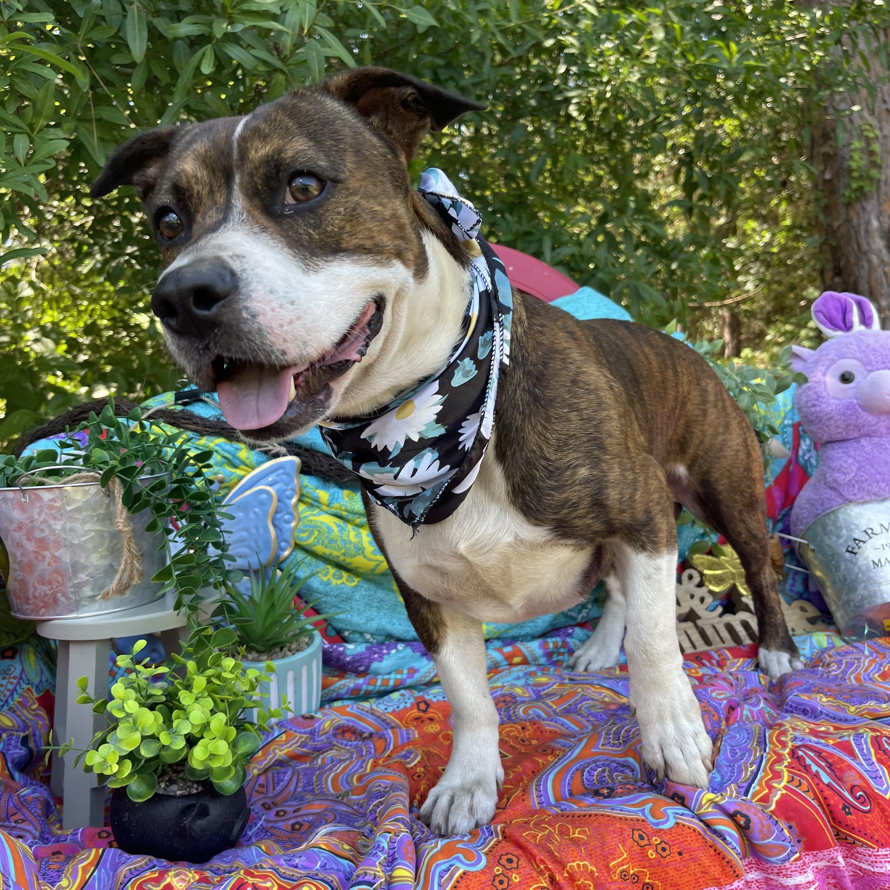 Benny, a ADOPTABLE mixed breed in Sebring, FL image 5/5