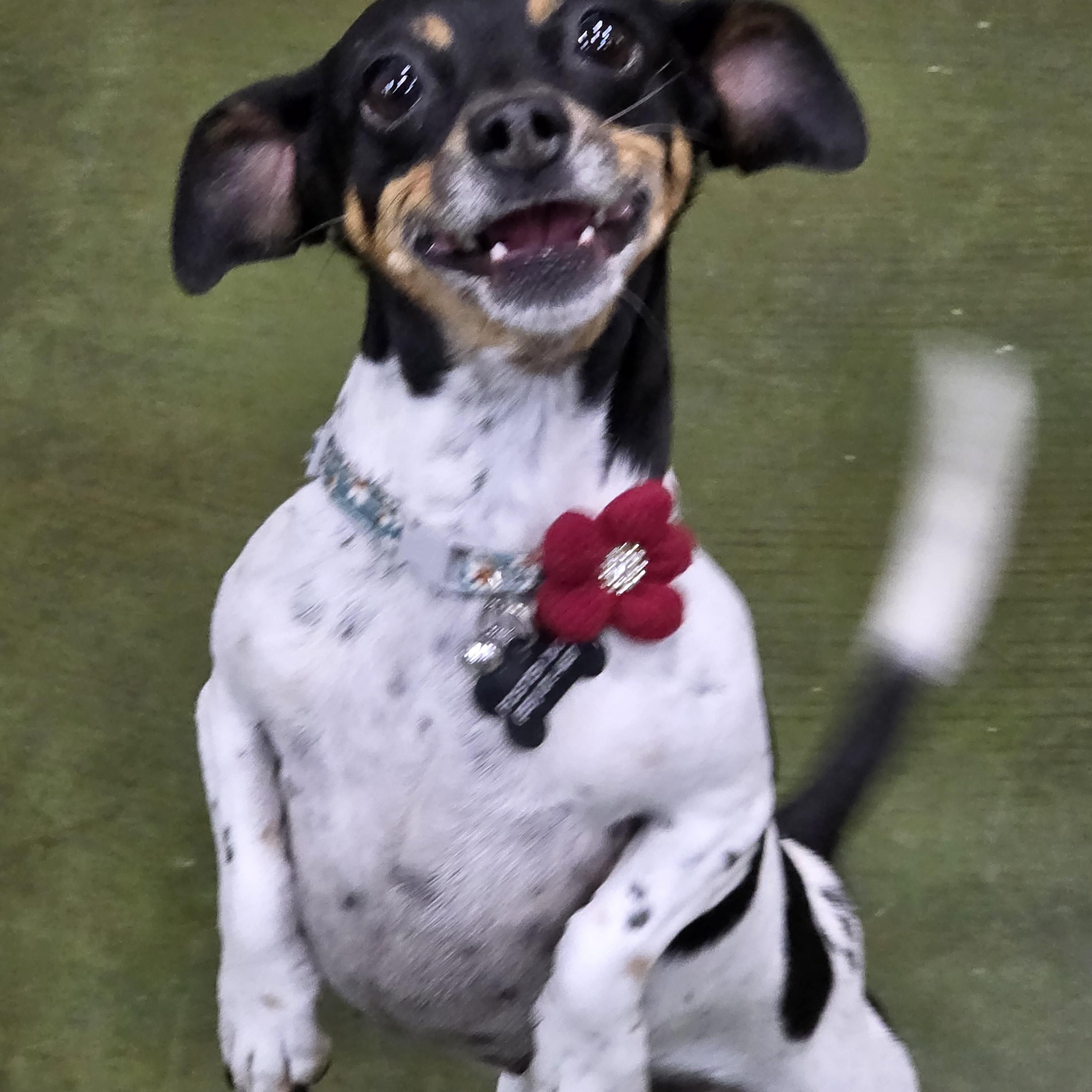 Enlarge Cookie, an adopted mixed breed in Clovis, CA image 2/4