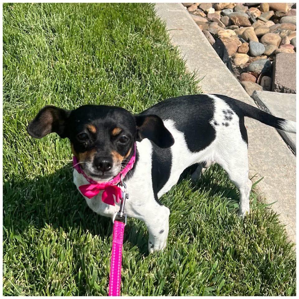 Enlarge Cookie, an adopted mixed breed in Clovis, CA image 3/4
