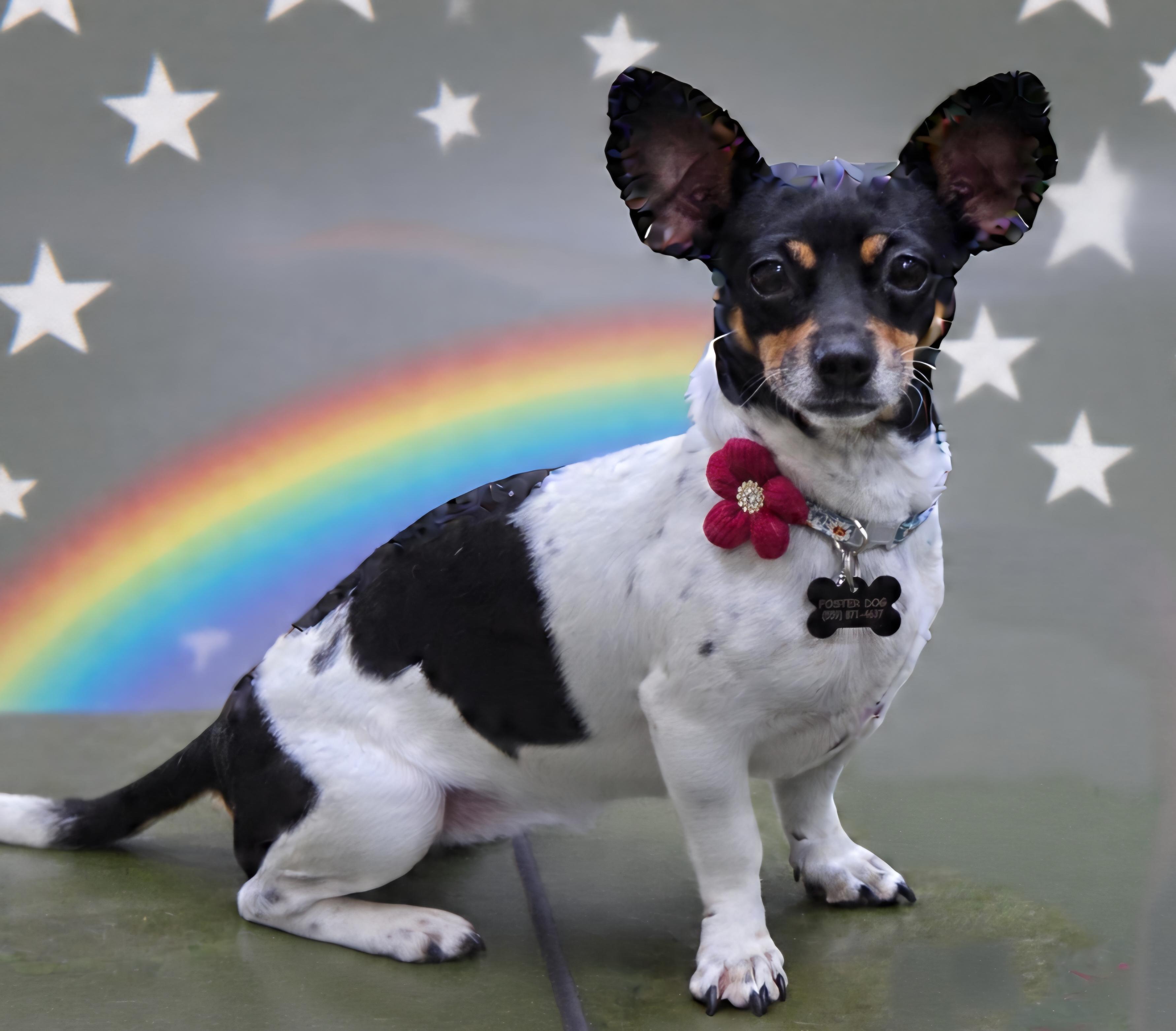 Cookie, Adoptable, Adult Female Rat Terrier.
