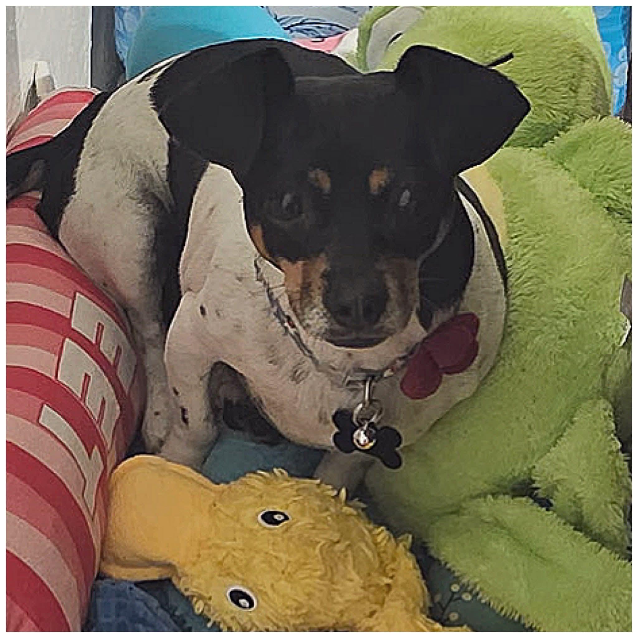 Enlarge Cookie, an adopted mixed breed in Clovis, CA image 4/4