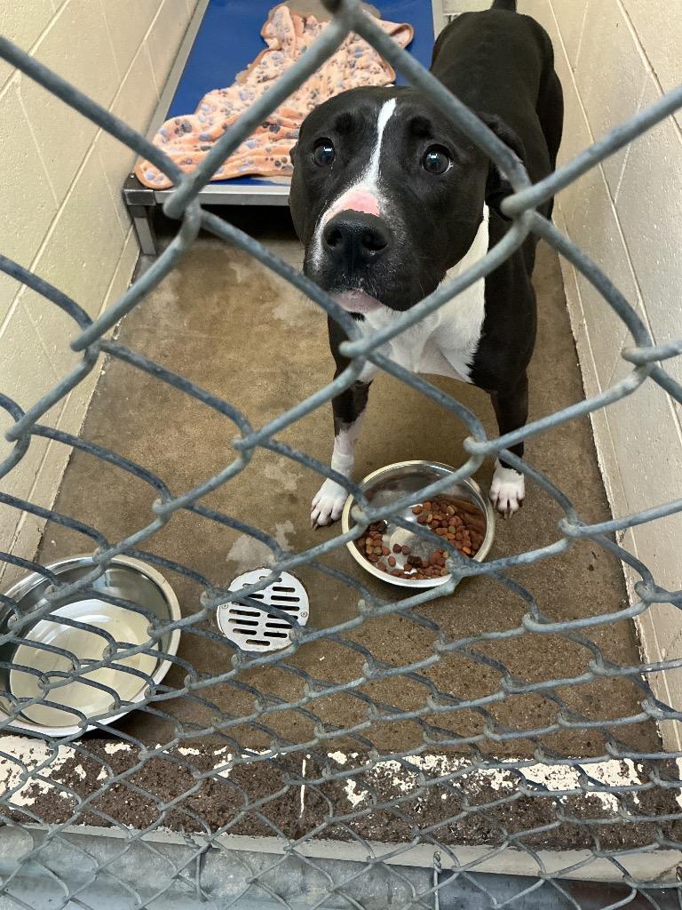 Enlarge Sadie, a Adoptable mixed breed in Dyersburg, TN image 1/1