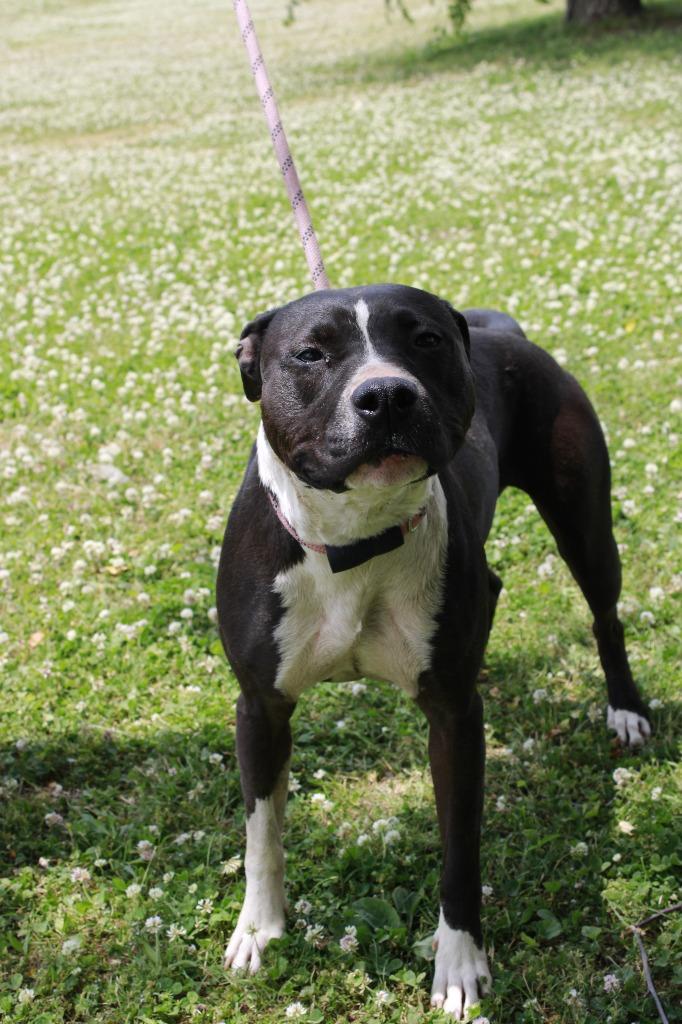 Sadie, Adoptable, Adult Female Pit Bull Terrier & Mixed Breed.