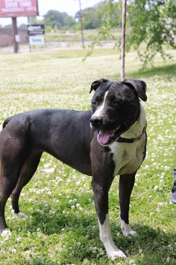 Sadie, a Adoptable mixed breed in Dyersburg, TN image 2/4