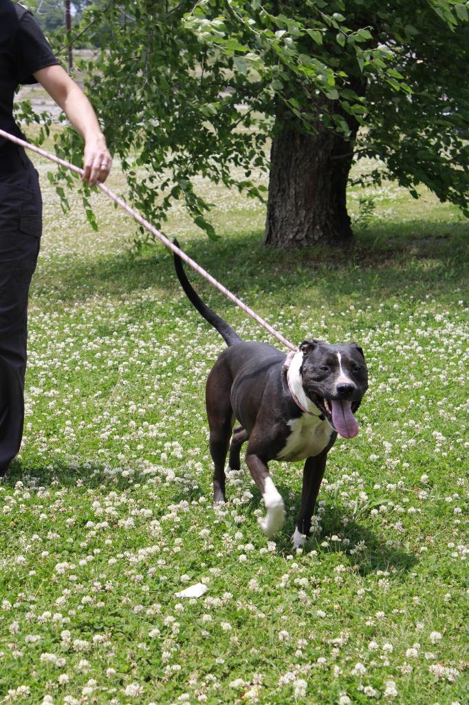Sadie, a Adoptable mixed breed in Dyersburg, TN image 3/4