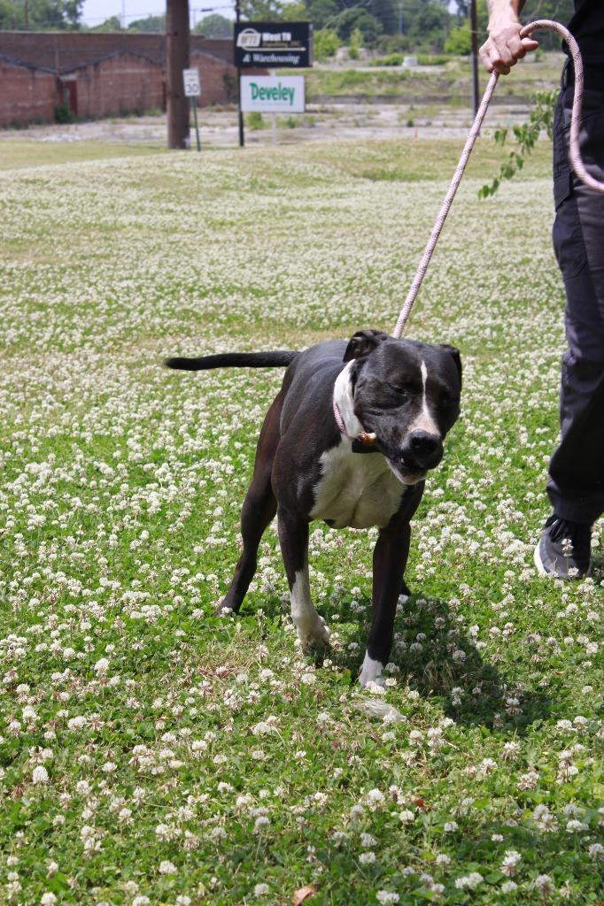 Sadie, a Adoptable mixed breed in Dyersburg, TN image 4/4