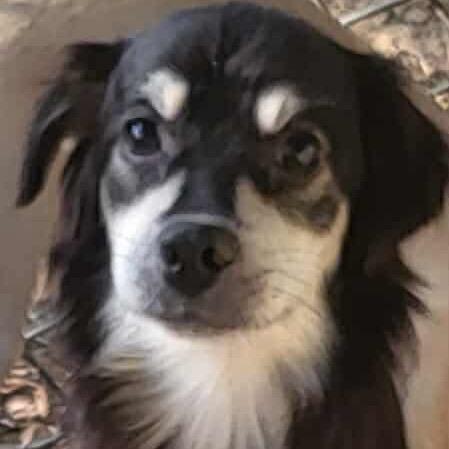 Alex, Adoptable, Adult Male Chihuahua & Mixed Breed.
