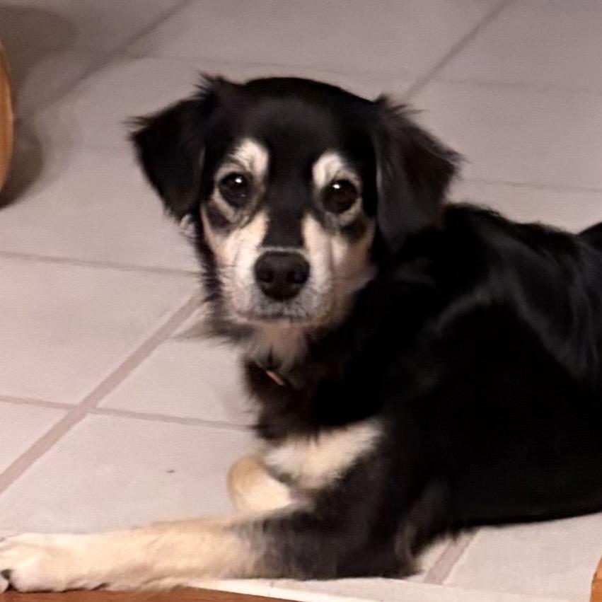 Enlarge Alex, a Adoptable mixed breed in Ferndale, MI image 2/5