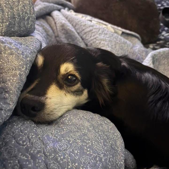 Enlarge Alex, a Adoptable mixed breed in Ferndale, MI image 3/5