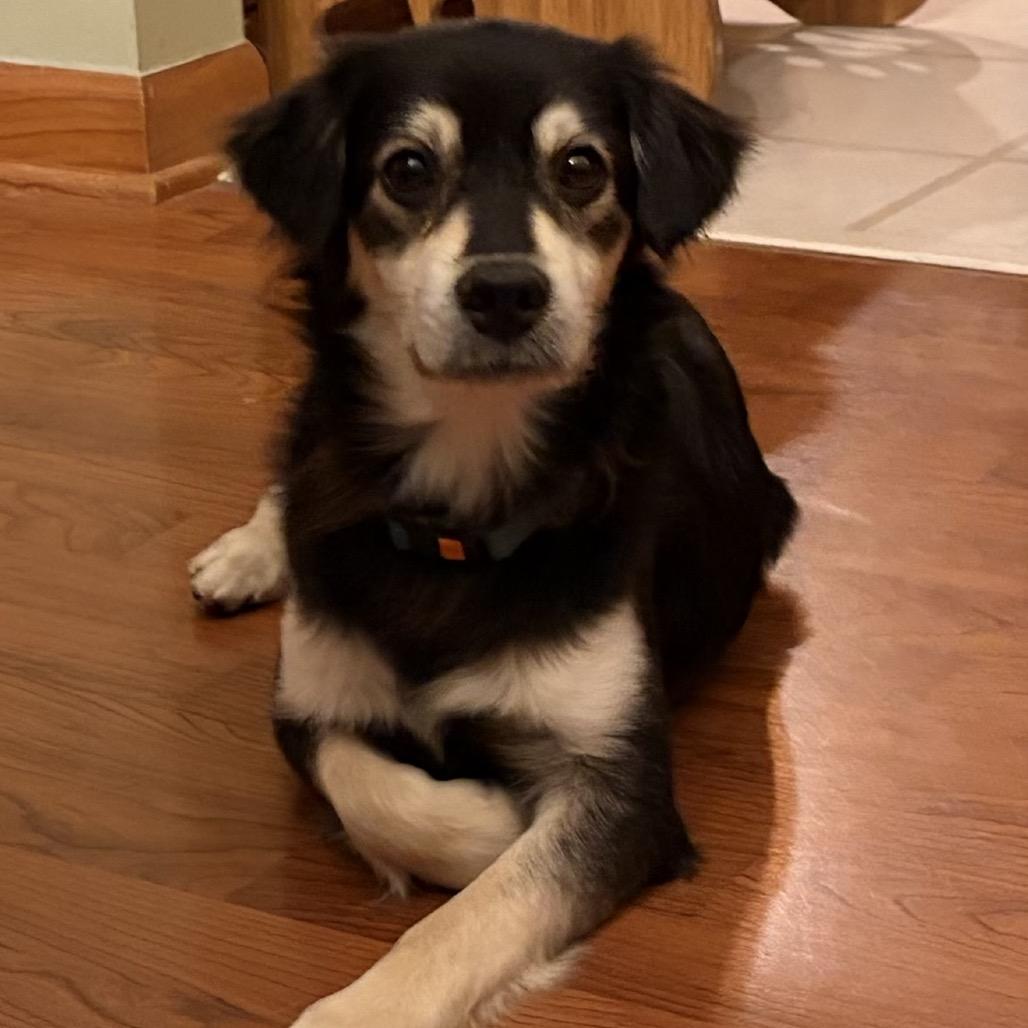 Enlarge Alex, a Adoptable mixed breed in Ferndale, MI image 5/5