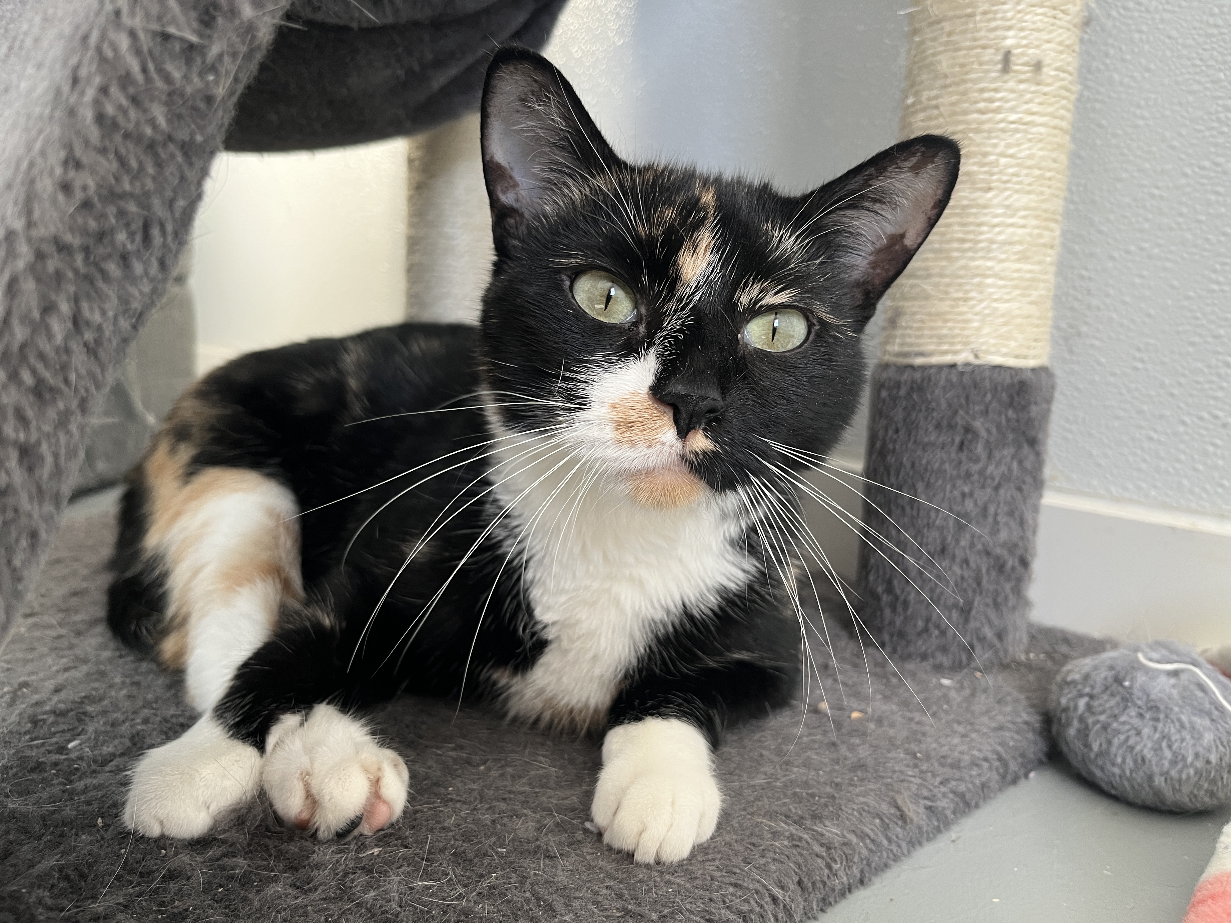 Amy, an adoptable Domestic Short Hair in Mount Pleasant, IA, 52641 | Photo Image 1