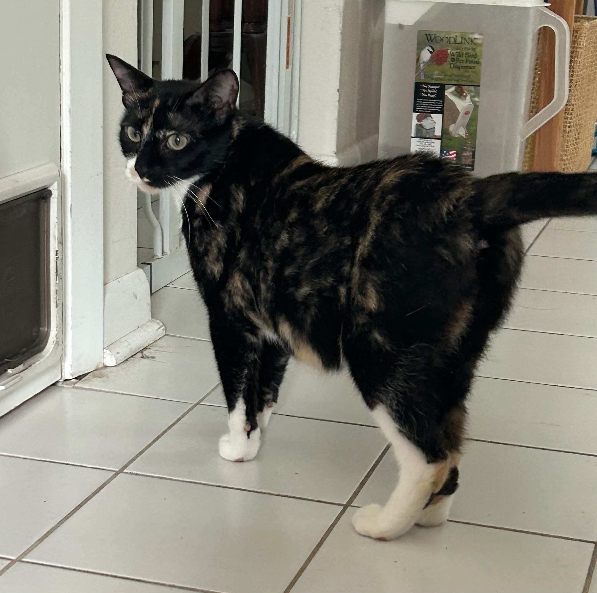 Amy, an adoptable Domestic Short Hair in Mount Pleasant, IA, 52641 | Photo Image 2