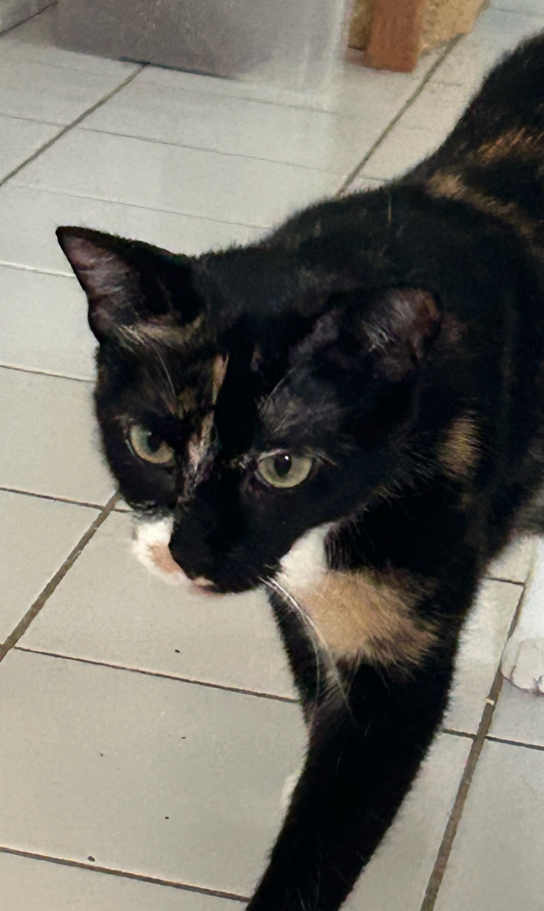 Amy, an adoptable Domestic Short Hair in Mount Pleasant, IA, 52641 | Photo Image 3