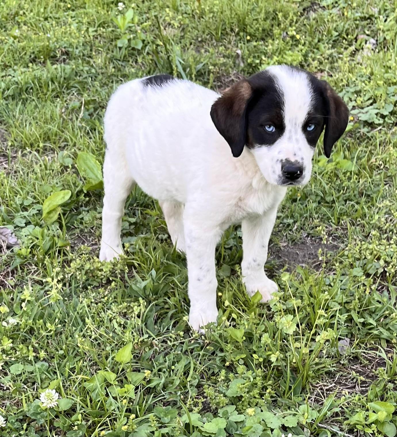 Enlarge Dairy (Peg-fostered in TN), a Adoptable mixed breed in Warwick, RI image 1/4