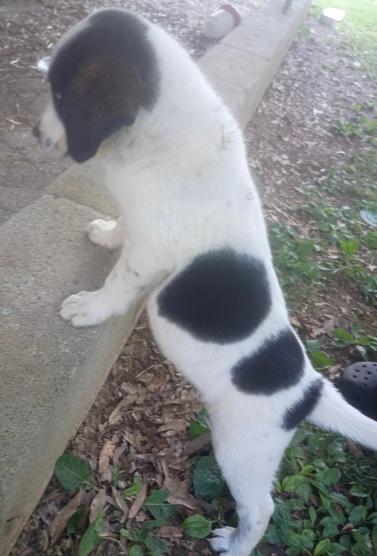 Enlarge Dairy (Peg-fostered in TN), a Adoptable mixed breed in Warwick, RI image 4/4