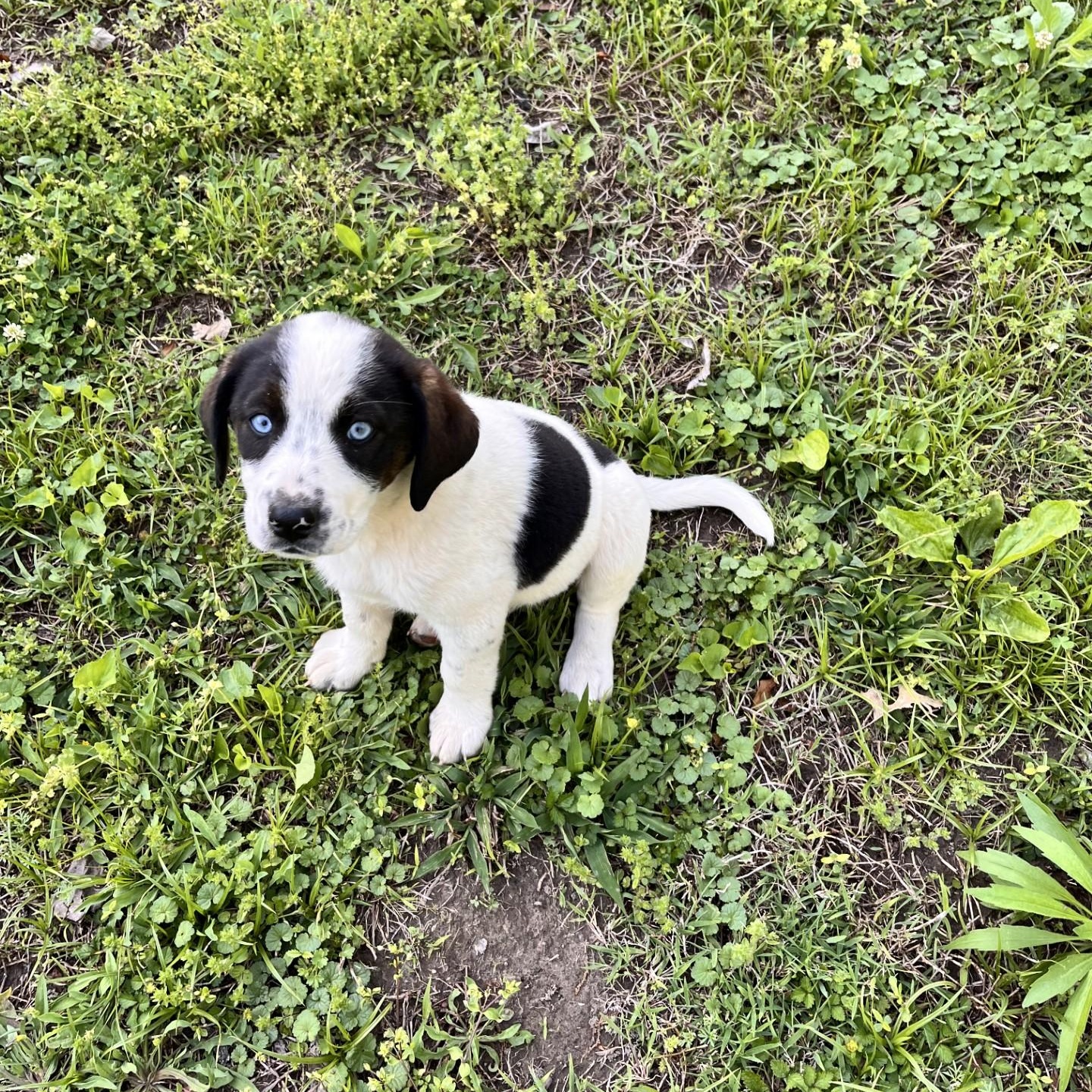 Enlarge Dairy (Peg-fostered in TN), a Adoptable mixed breed in Warwick, RI image 2/4