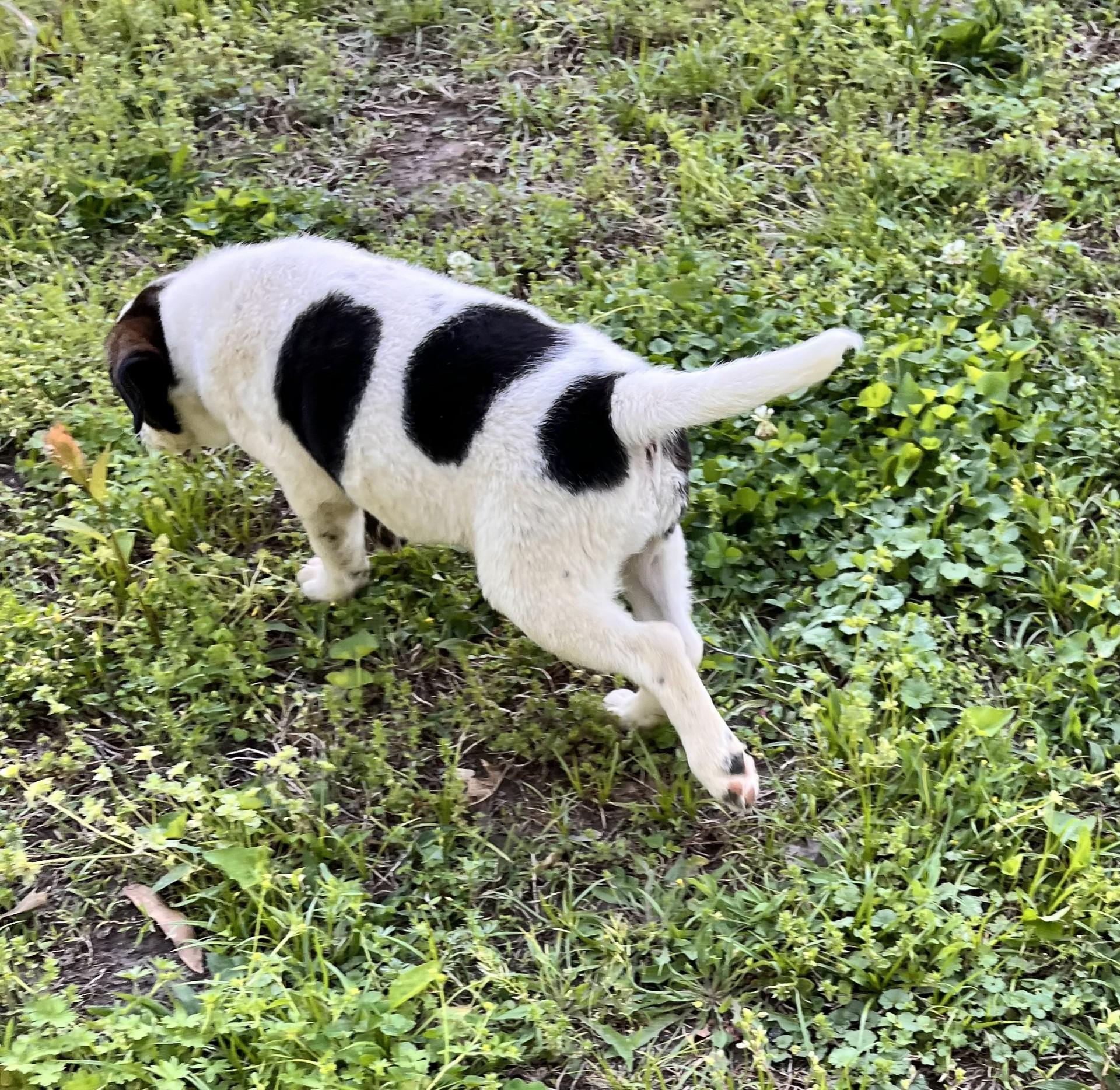 Enlarge Dairy (Peg-fostered in TN), a Adoptable mixed breed in Warwick, RI image 3/4
