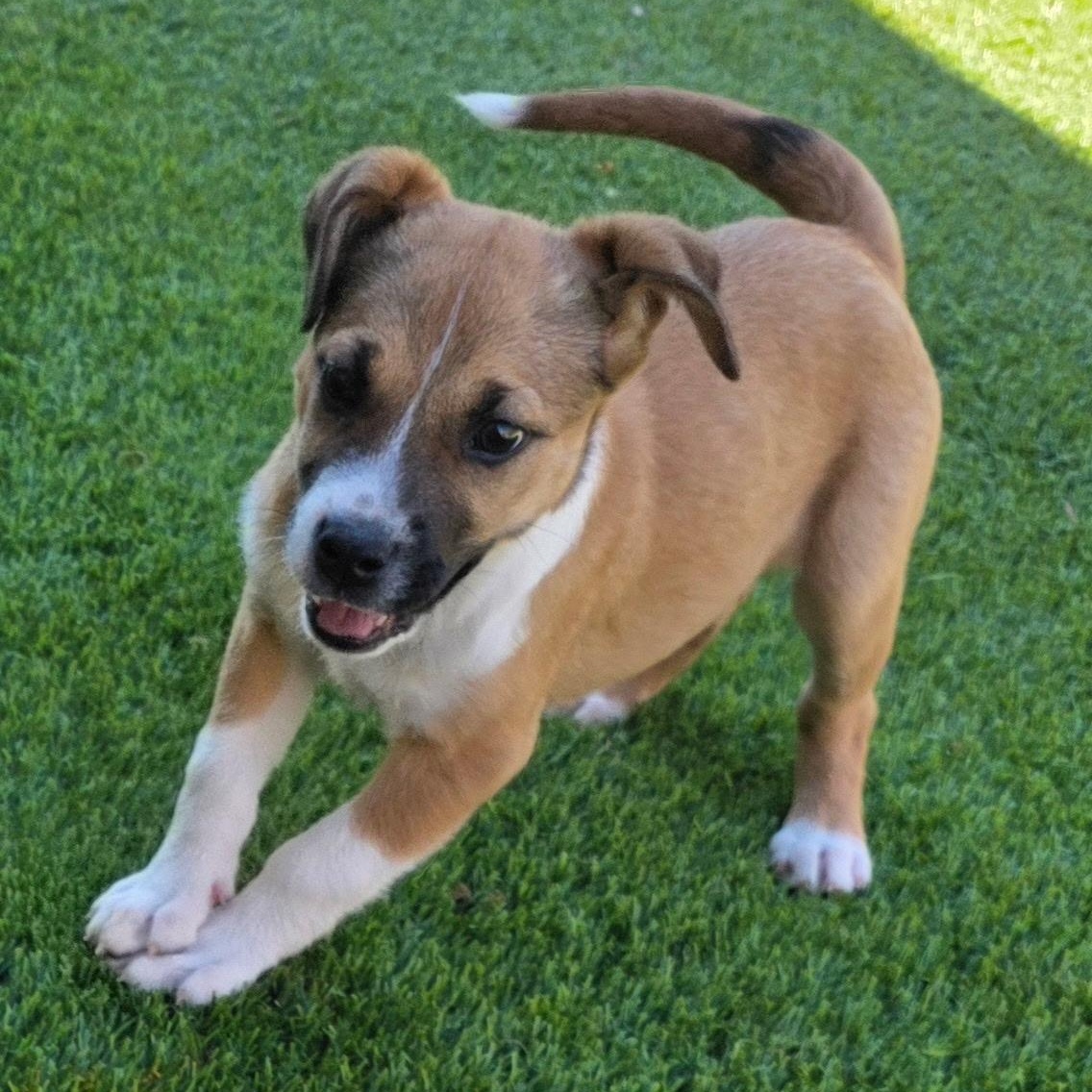 Gypsy , ADOPTABLE, Puppy Female Australian Cattle Dog / Blue Heeler.