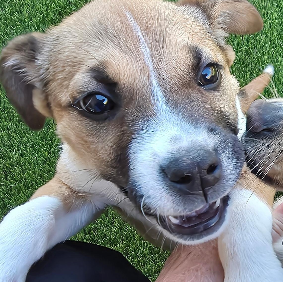 Enlarge Gypsey , a ADOPTABLE mixed breed in Anderson, SC image 3/4