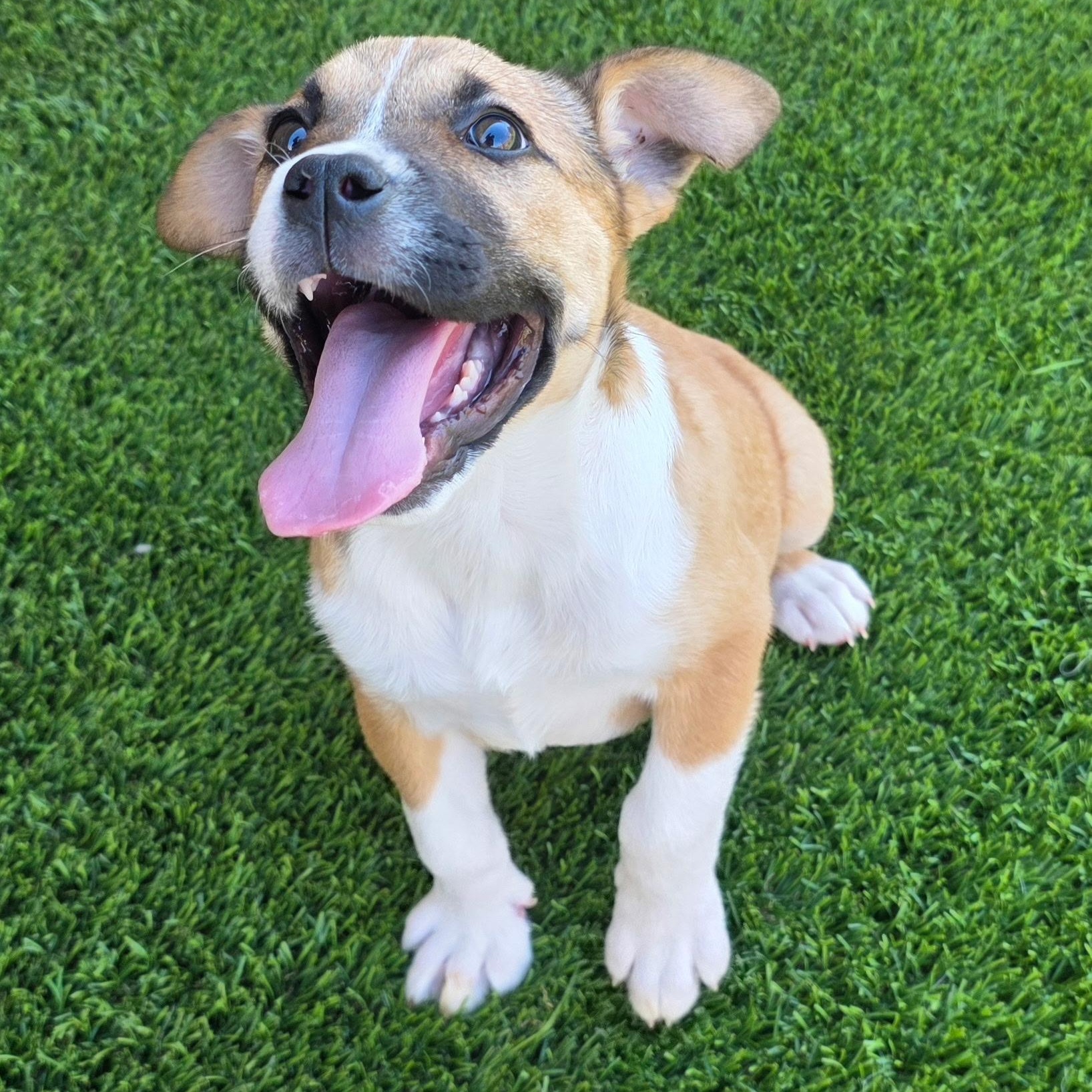 Gypsey , ADOPTABLE, Puppy Female Australian Cattle Dog / Blue Heeler.