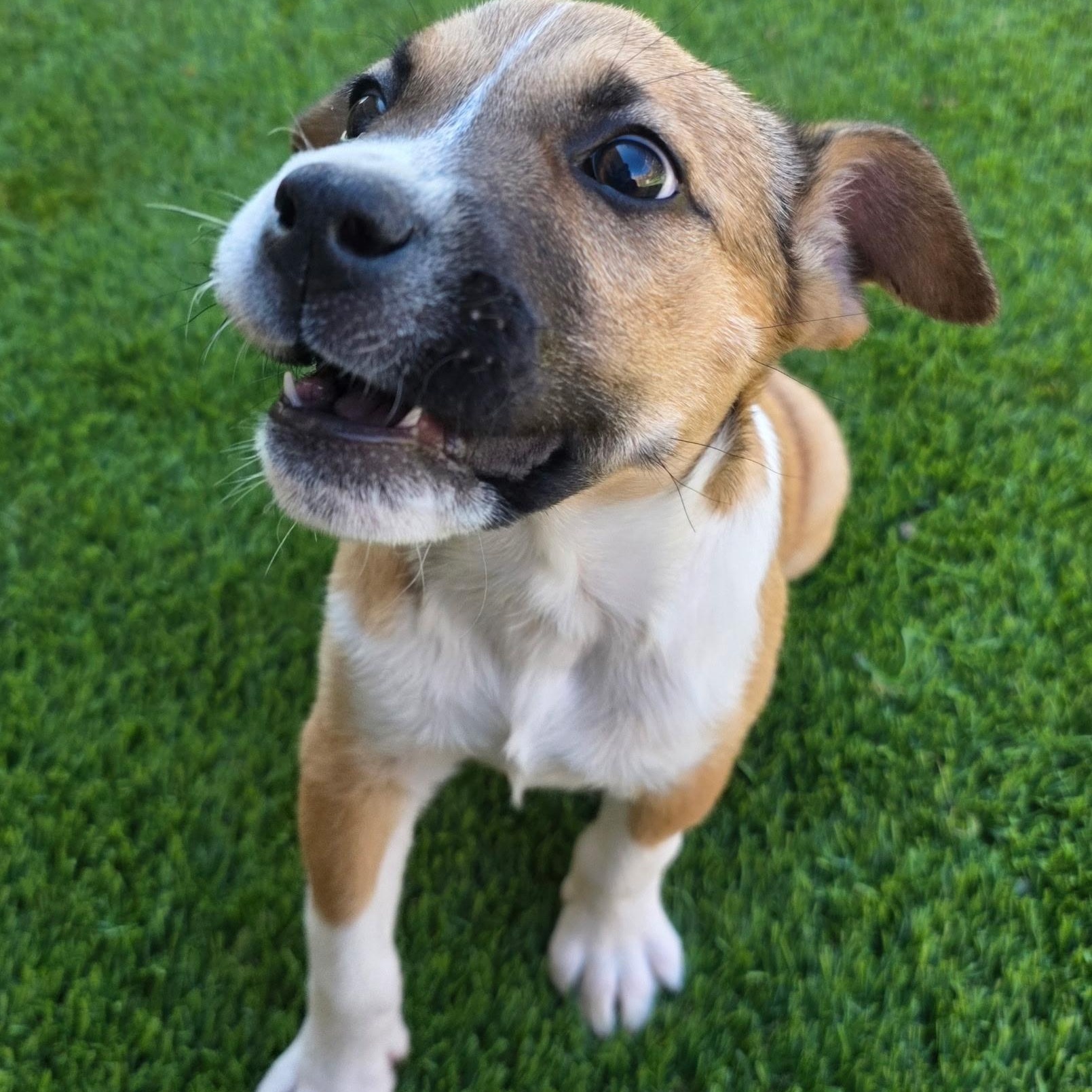 Enlarge Gypsey , a ADOPTABLE mixed breed in Anderson, SC image 4/4