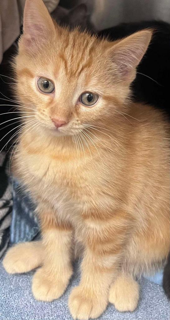 Enlarge Basil Karlo (Nugget!), a Adoptable Domestic Short Hair in Cloquet, MN image 1/1