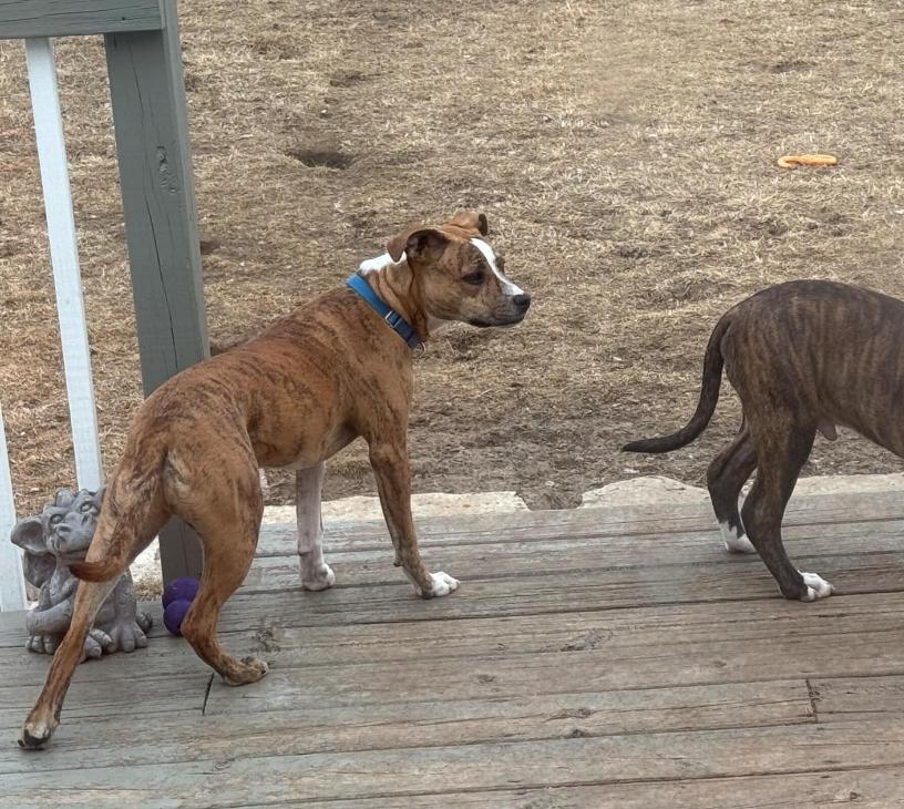 Copper, Adopted, Young Male Pit Bull Terrier.