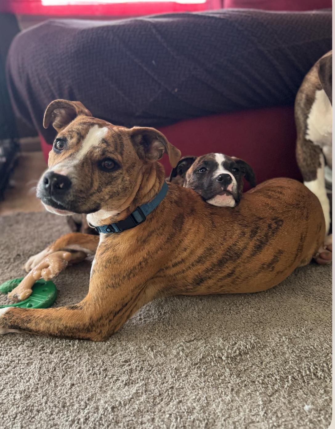 Enlarge Copper, a Adopted mixed breed in Rockford, IL image 2/5