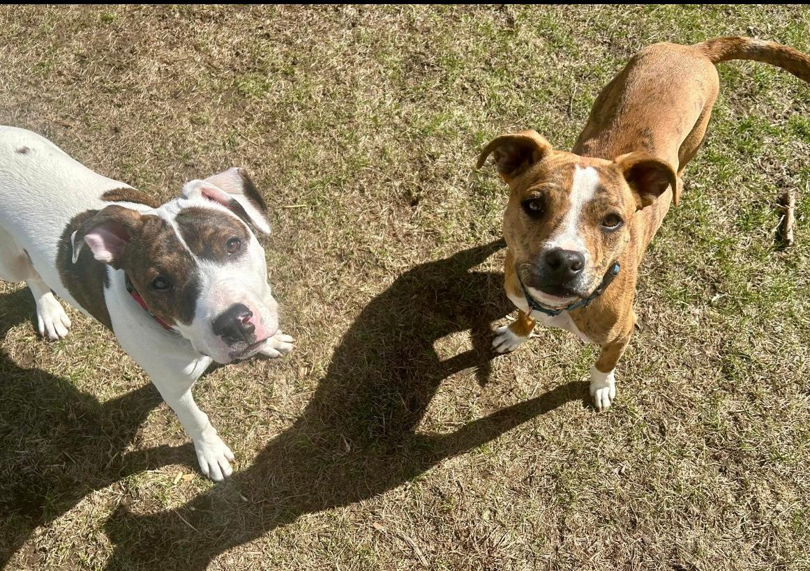 Enlarge Copper, a Adopted mixed breed in Rockford, IL image 3/5