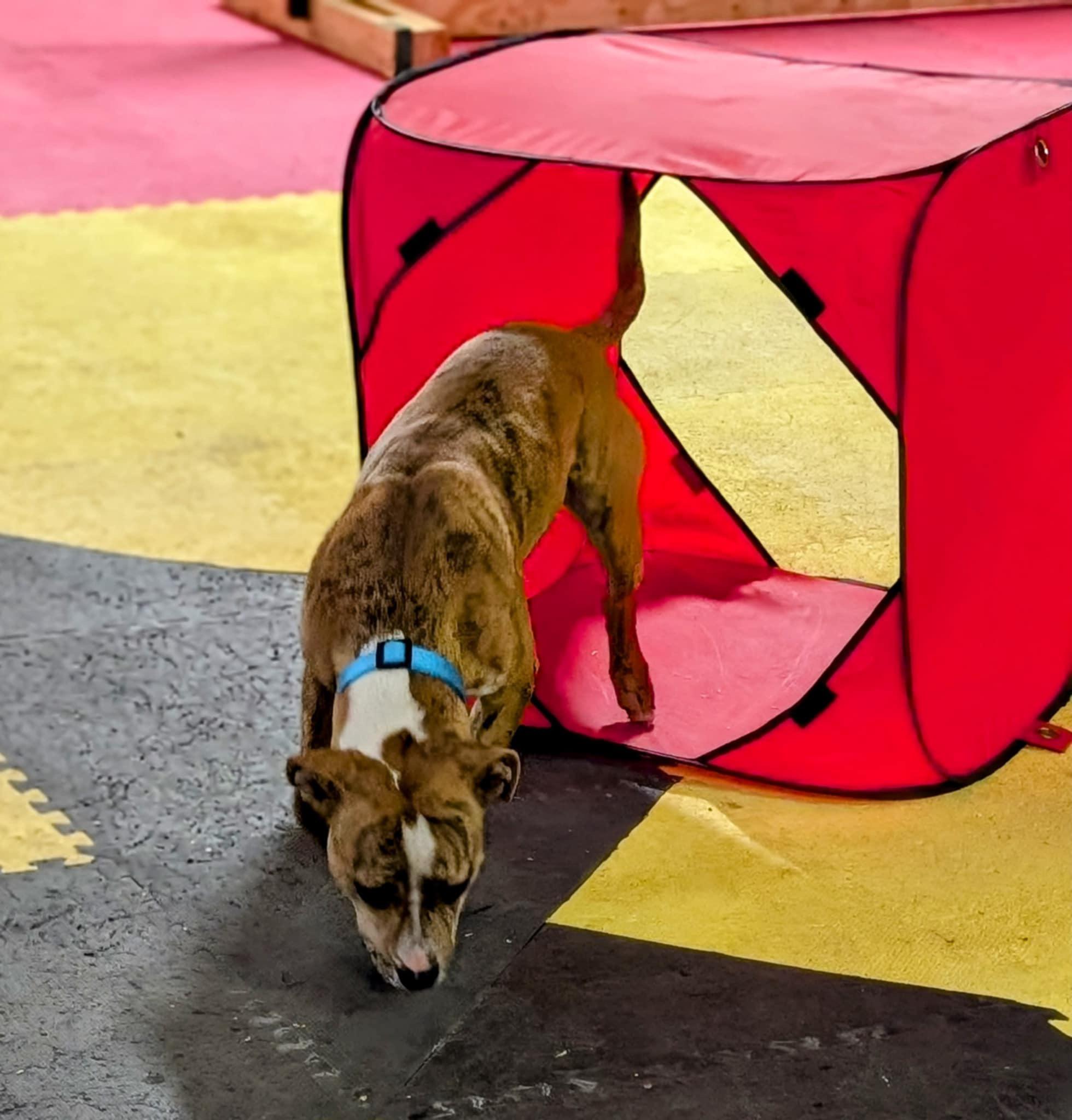 Enlarge Copper, a Adopted mixed breed in Rockford, IL image 5/5